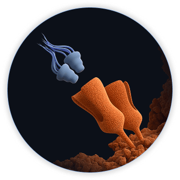 Zoomed-in view of the synthetic ligand capturing an LPS molecule on the bead surface