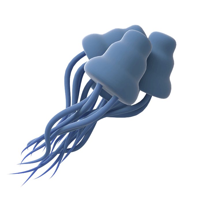 Lipopolysaccharide (LPS) molecule structure