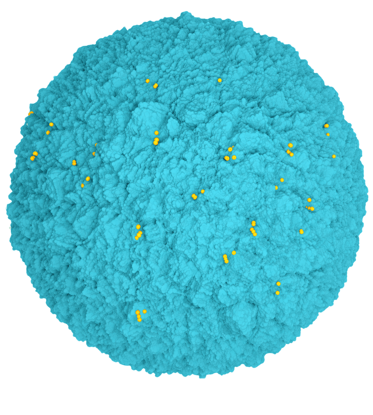 Porous non-selective adsorbent — captures cytokines and DAMPs but cannot bind LPS