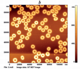Efficiency and safety of a new product for LPS-selective hemosorption (experimental study)