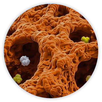Zoomed-in view of the hypercrosslinked polystyrene matrix surface with mesoporous structure
